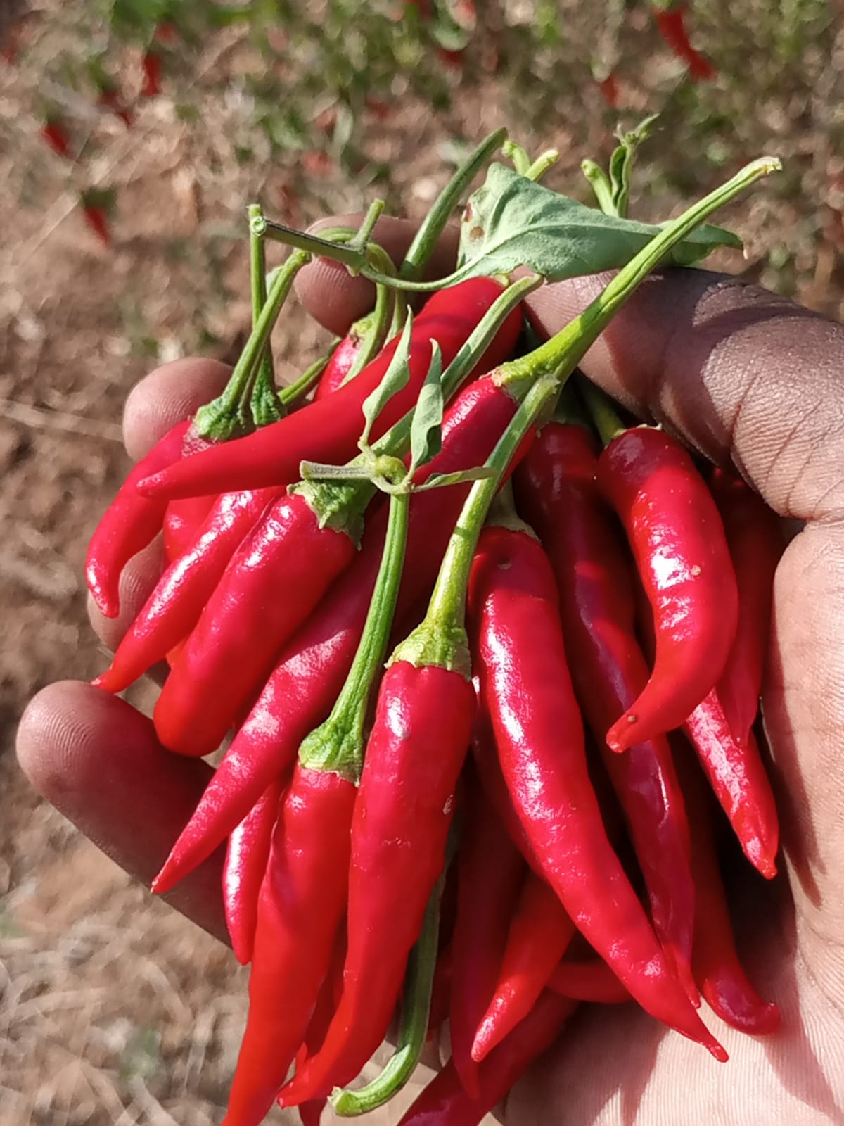 Youth horticulture training