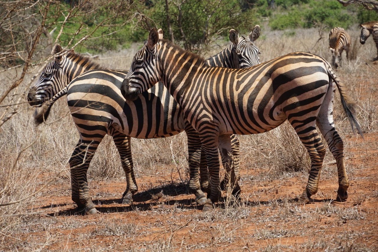 Volunteer Experience